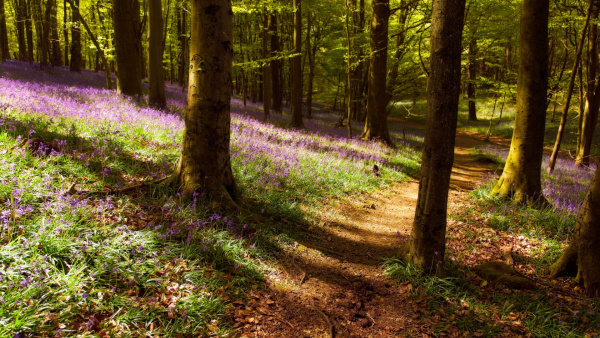 конкурс обоев Ubuntu 26.04 LTS